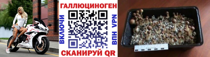 Купить закладки Чистополь Псилоцибиновые грибы мицелий